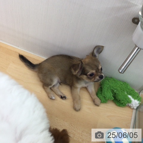 チワワの写真