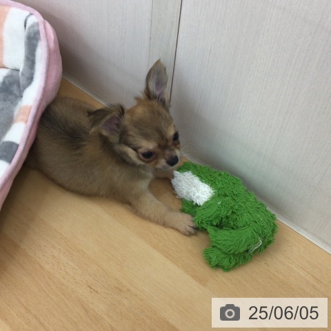 チワワの写真