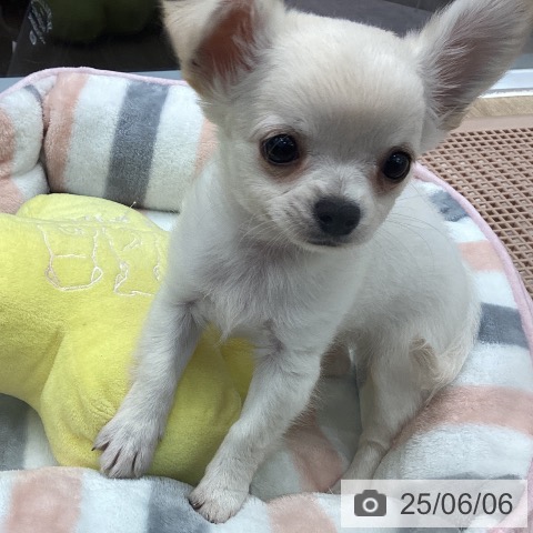 チワワの写真