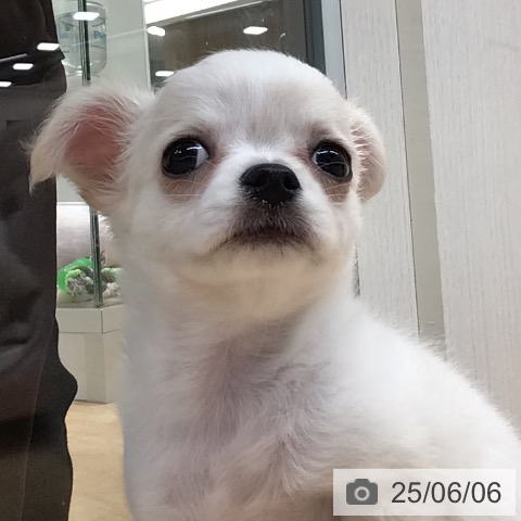 チワワの写真