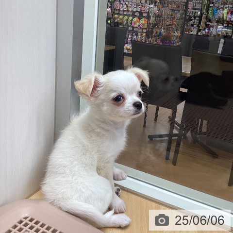 チワワの写真