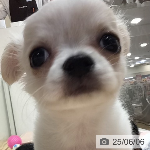 チワワの写真
