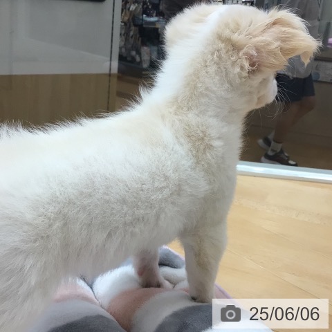 チワワの写真