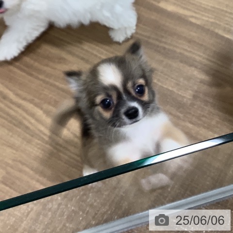 チワワの写真