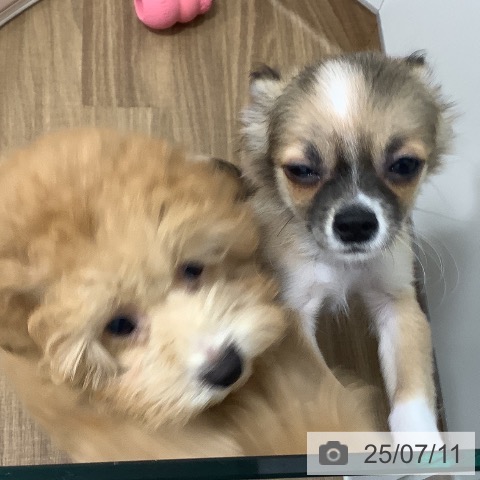 チワワの写真