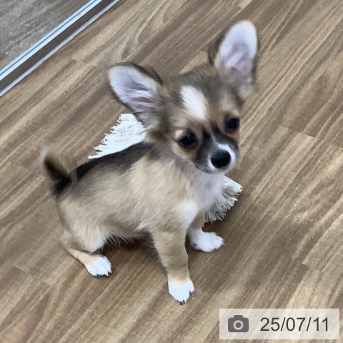 チワワの写真