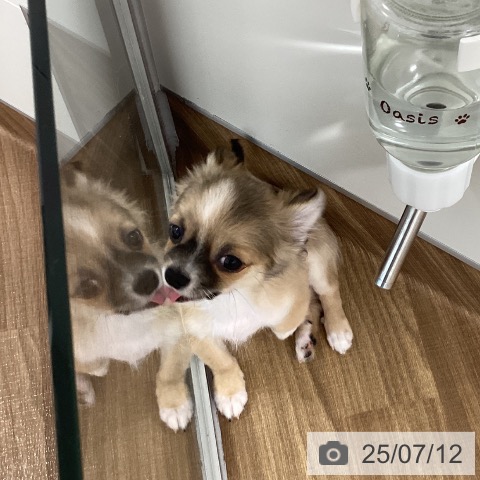 チワワの写真