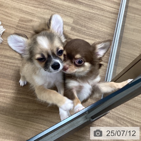 チワワの写真