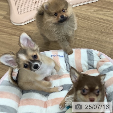 チワワの写真