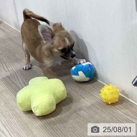 チワワの写真