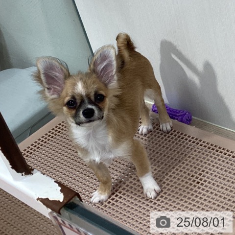 チワワの写真