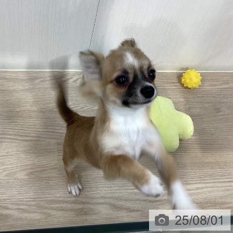チワワの写真