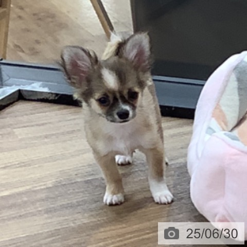 チワワの写真