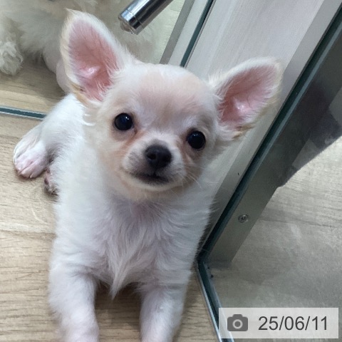 チワワの写真