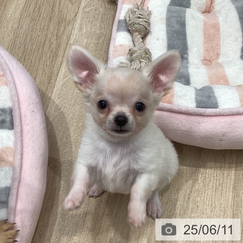 チワワの写真