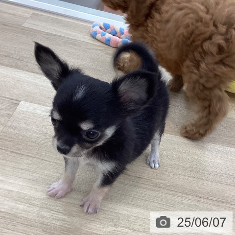 チワワの写真