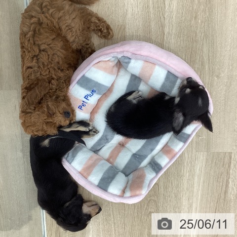 チワワの写真