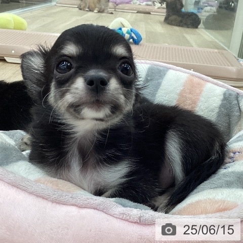 チワワの写真