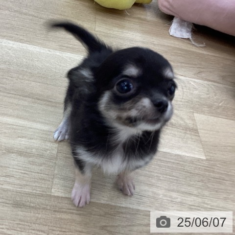 チワワの写真