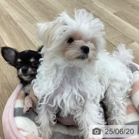 チワワの写真