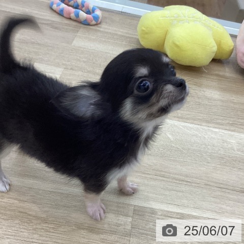 チワワの写真