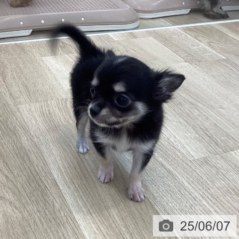 チワワの写真