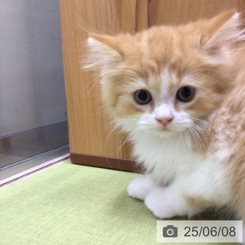 スコティッシュフォールドの写真