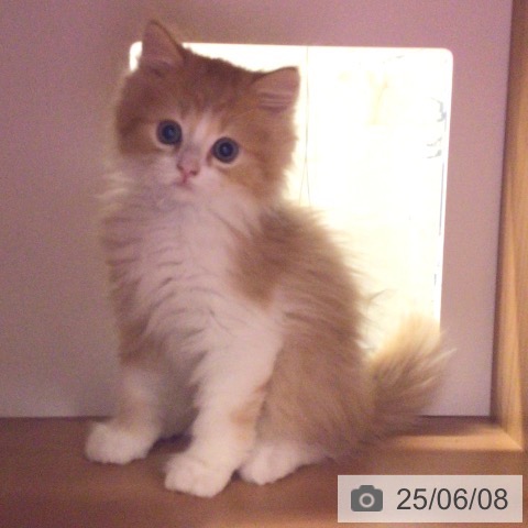 スコティッシュフォールドの写真