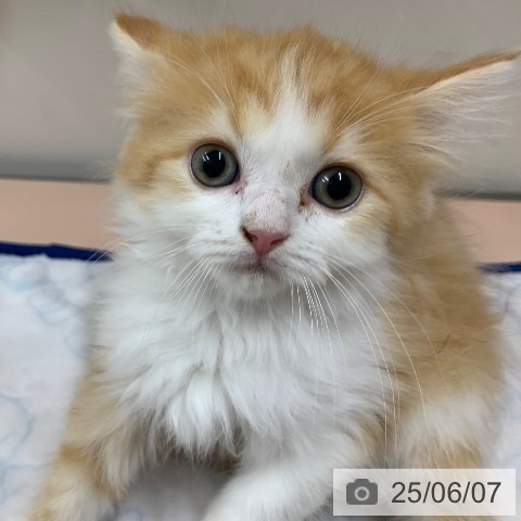 スコティッシュフォールドの写真