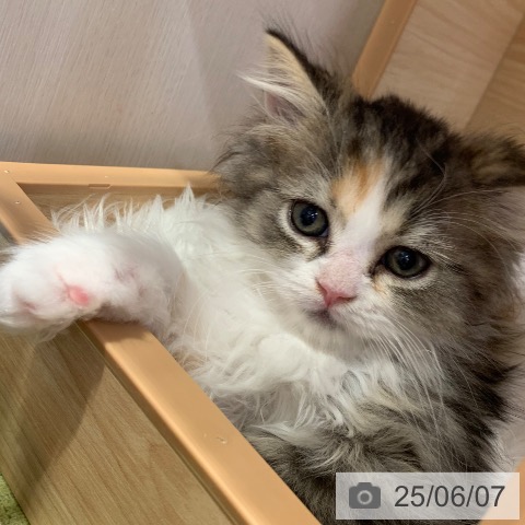 スコティッシュフォールドの写真