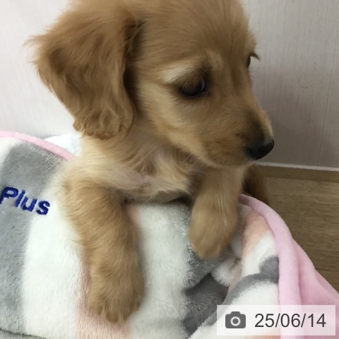 ミニチュア・ダックスフンドの写真