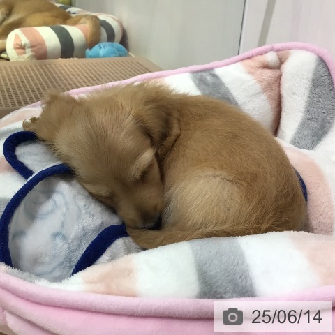 ミニチュア・ダックスフンドの写真