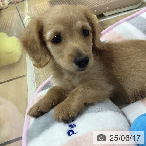ミニチュア・ダックスフンドの写真