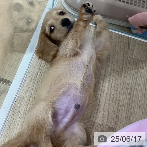 ミニチュア・ダックスフンドの写真
