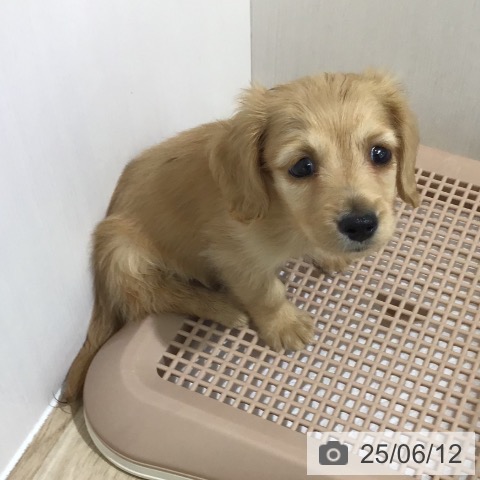 ミニチュア・ダックスフンドの写真