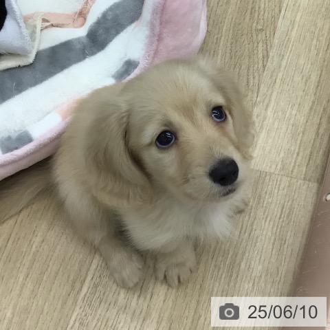 ミニチュア・ダックスフンドの写真