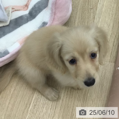 ミニチュア・ダックスフンドの写真