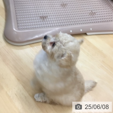 トイ・プードルの写真