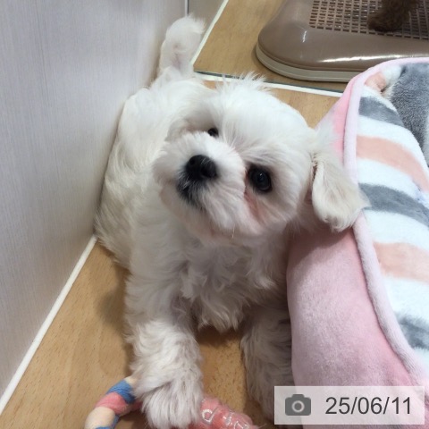 マルチーズの写真