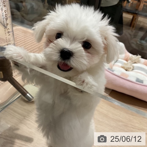 マルチーズの写真