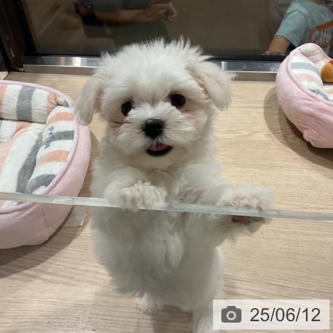 マルチーズの写真