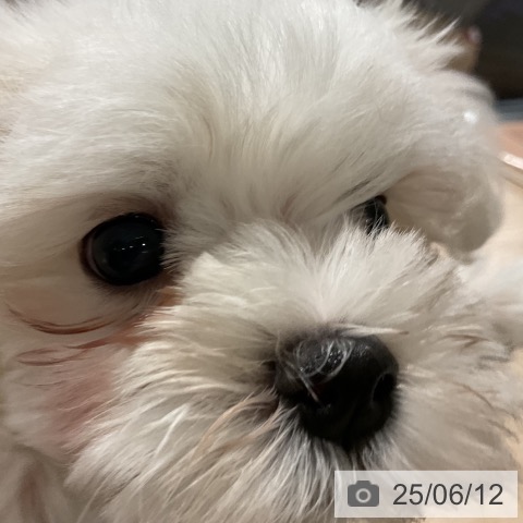 マルチーズの写真