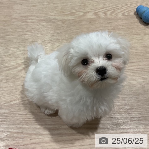 マルチーズの写真