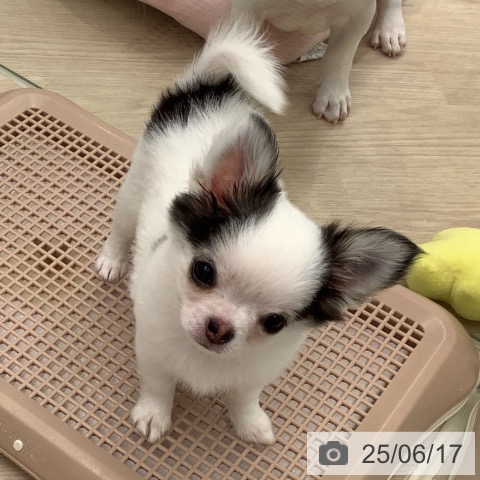 チワワの写真