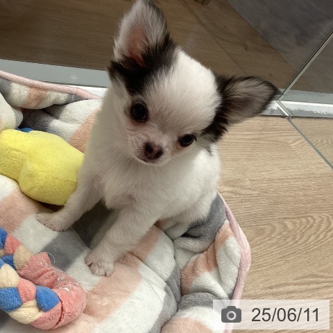 チワワの写真