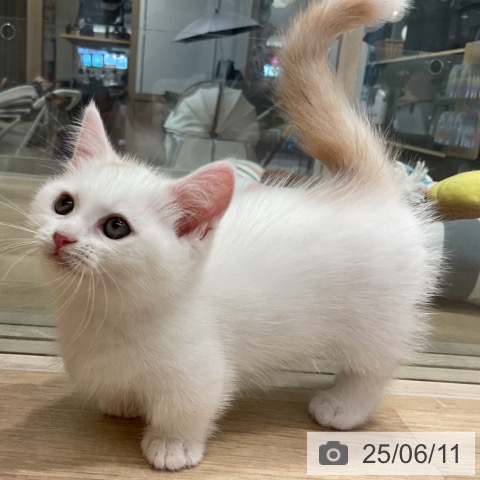 マンチカンの写真