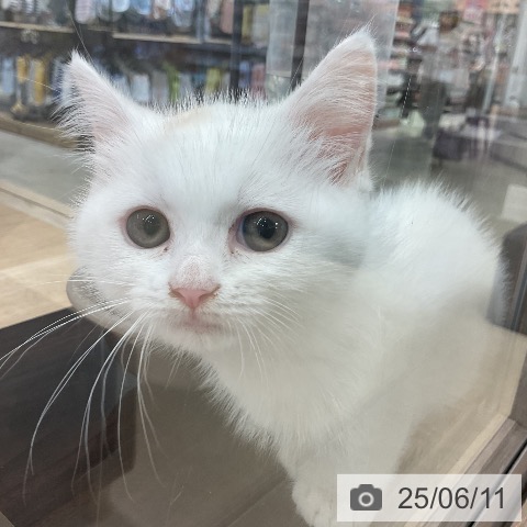 マンチカンの写真