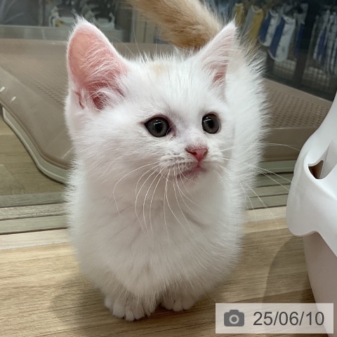 マンチカンの写真