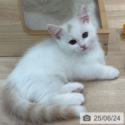 マンチカンの写真