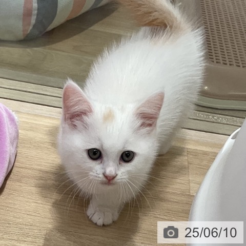 マンチカンの写真